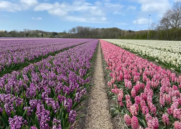 Feriehus Hip In By Droomvilla